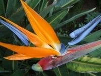 Photo of bird of paradise flower