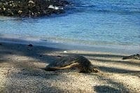 Photo of turtle on beach