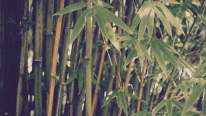 Bamboo Reflections
