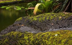 Chalet Kilauea Hotel Stream into pond