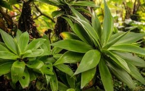 Chalet Kilauea Hotel Plants
