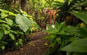 Chalet Kilauea Hotel Path