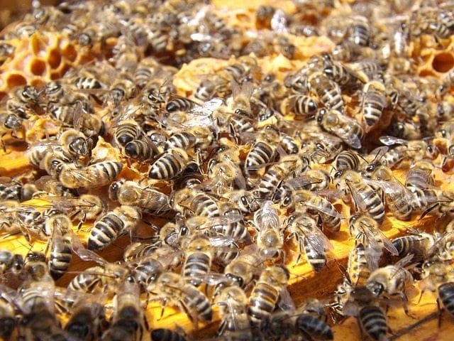 Bee-utiful Bees!