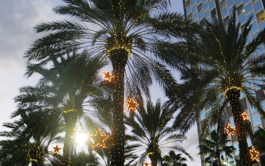 christmas palm trees