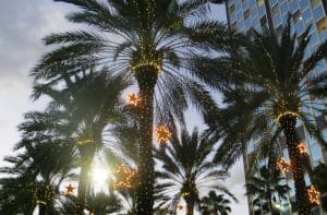 christmas palm trees