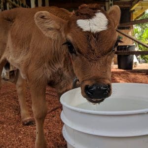 Cow at the Krishna Cow Sanctuary Hilo Hawaii. Stay at Kilauea Hospitality Group new Volcanoes National Park