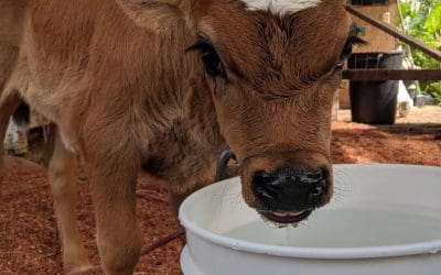 Krishna Cow Cuddling: Hawaii’s Most Unique Wellness Trend